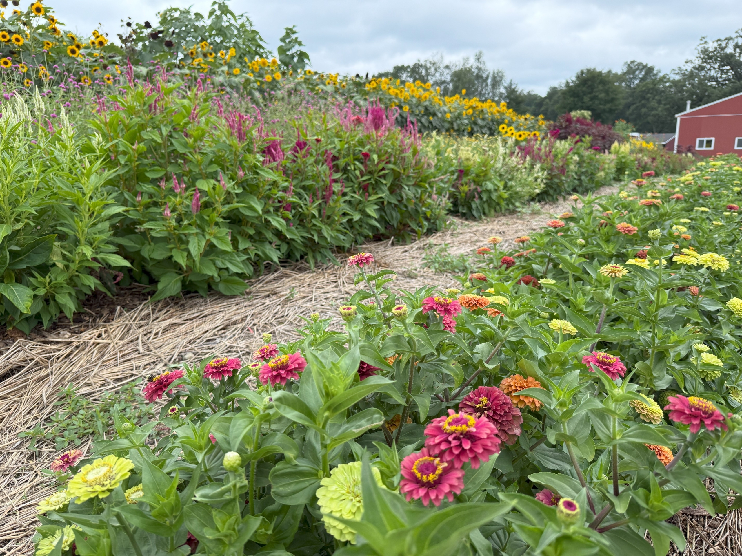 Flower garden at the Harvest Kitchen