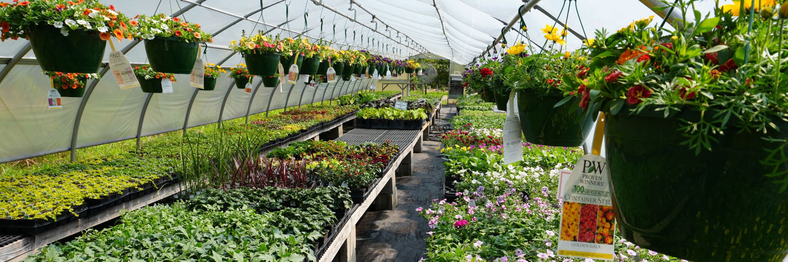 Flowers growing in our greenhouse 
