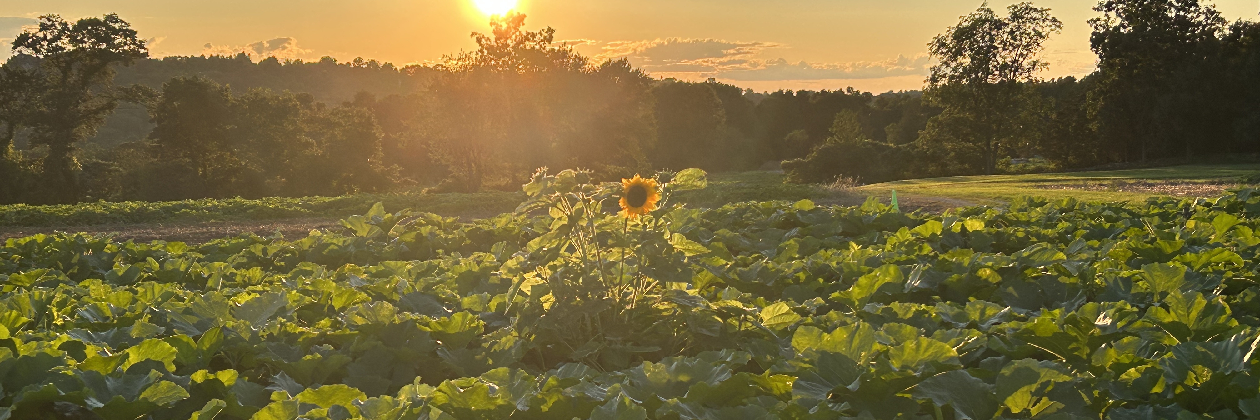 fall pumpkins in the field at sunset