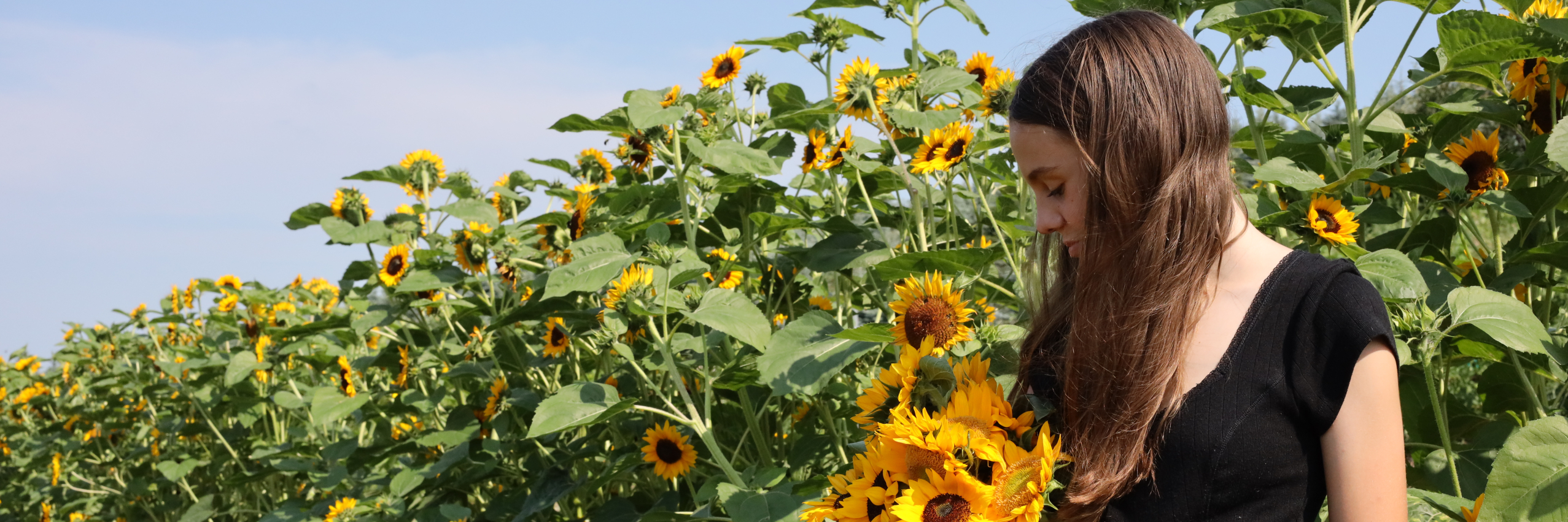 Juliet of Jones Winery in Sunflower field