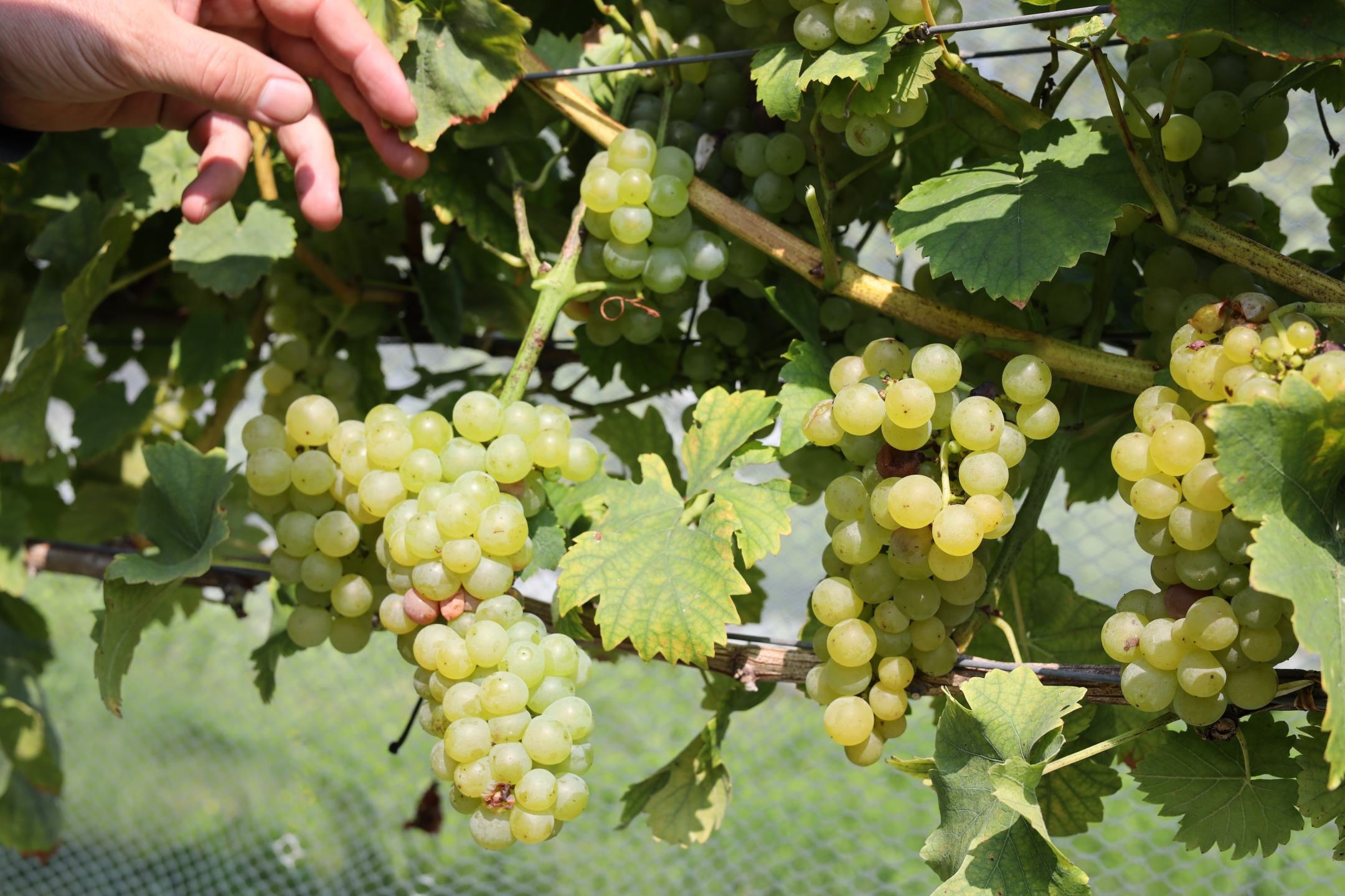 Hand reaching towards muscat grapes