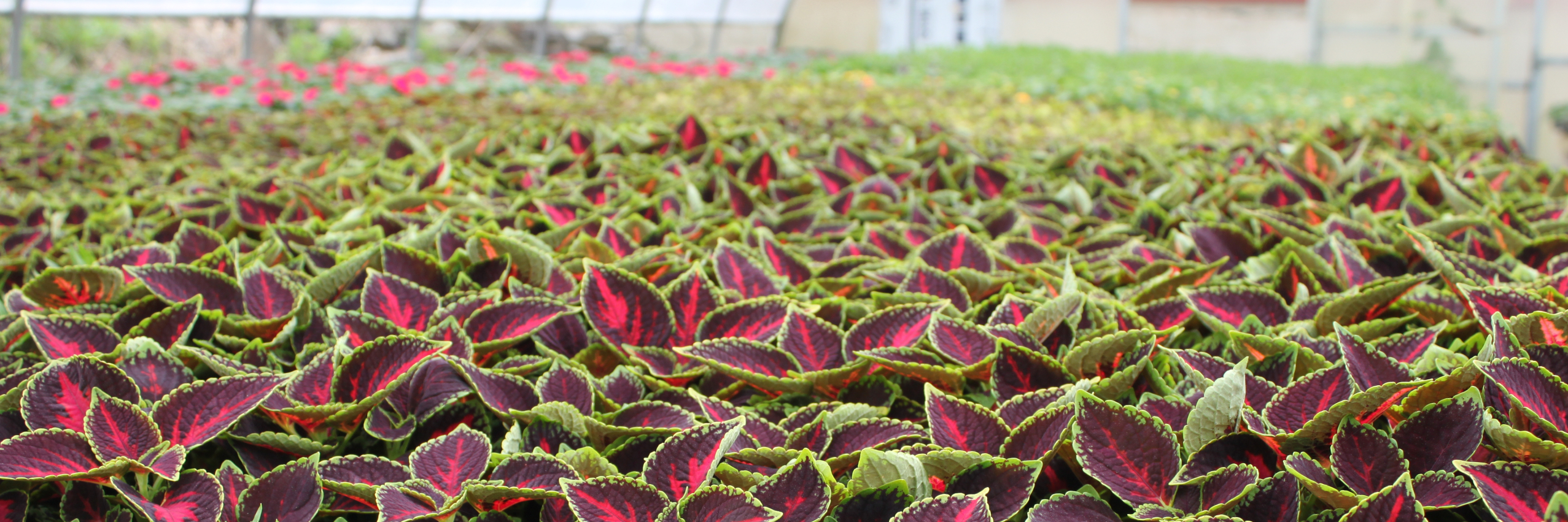 Plants in our greenhouse 