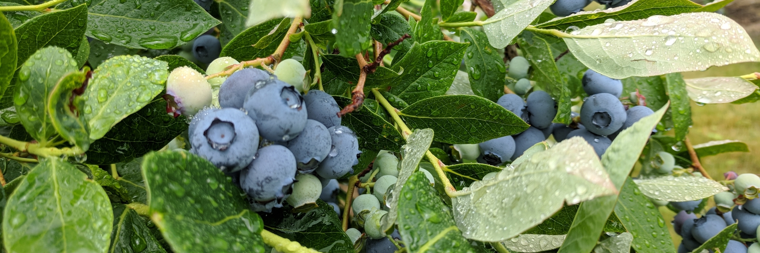 Blueberries on the bush