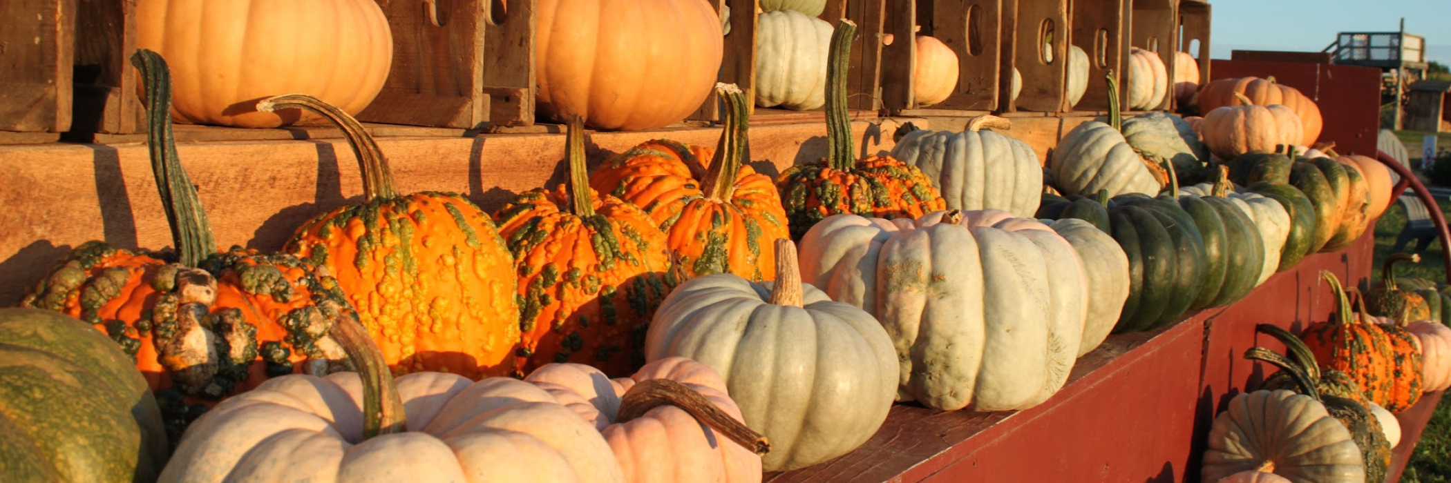 Heirloom Squash in Golden Hour Light 
