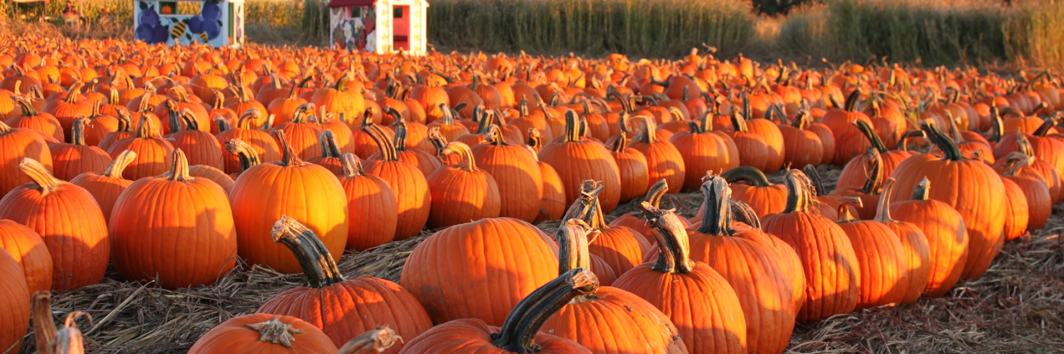 Pumpkins in a Field at Sunset 