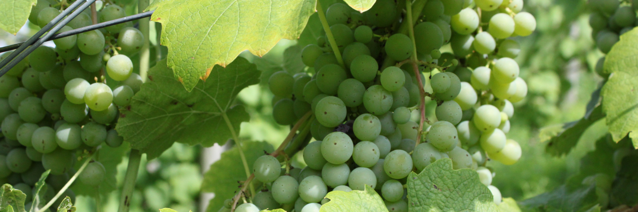 Grape Clusters in Educational Vineyard