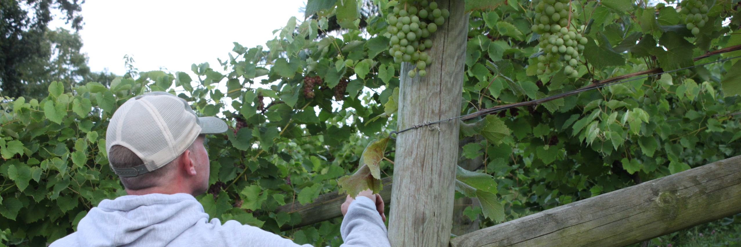 Looking at Educational Vineyard