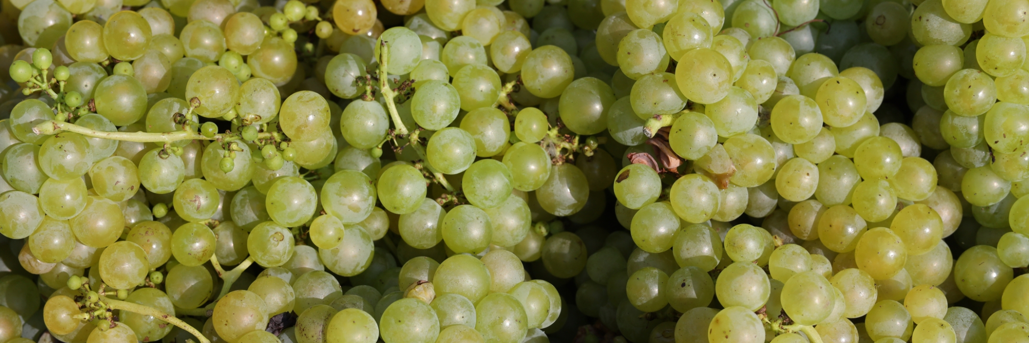 Muscat grapes