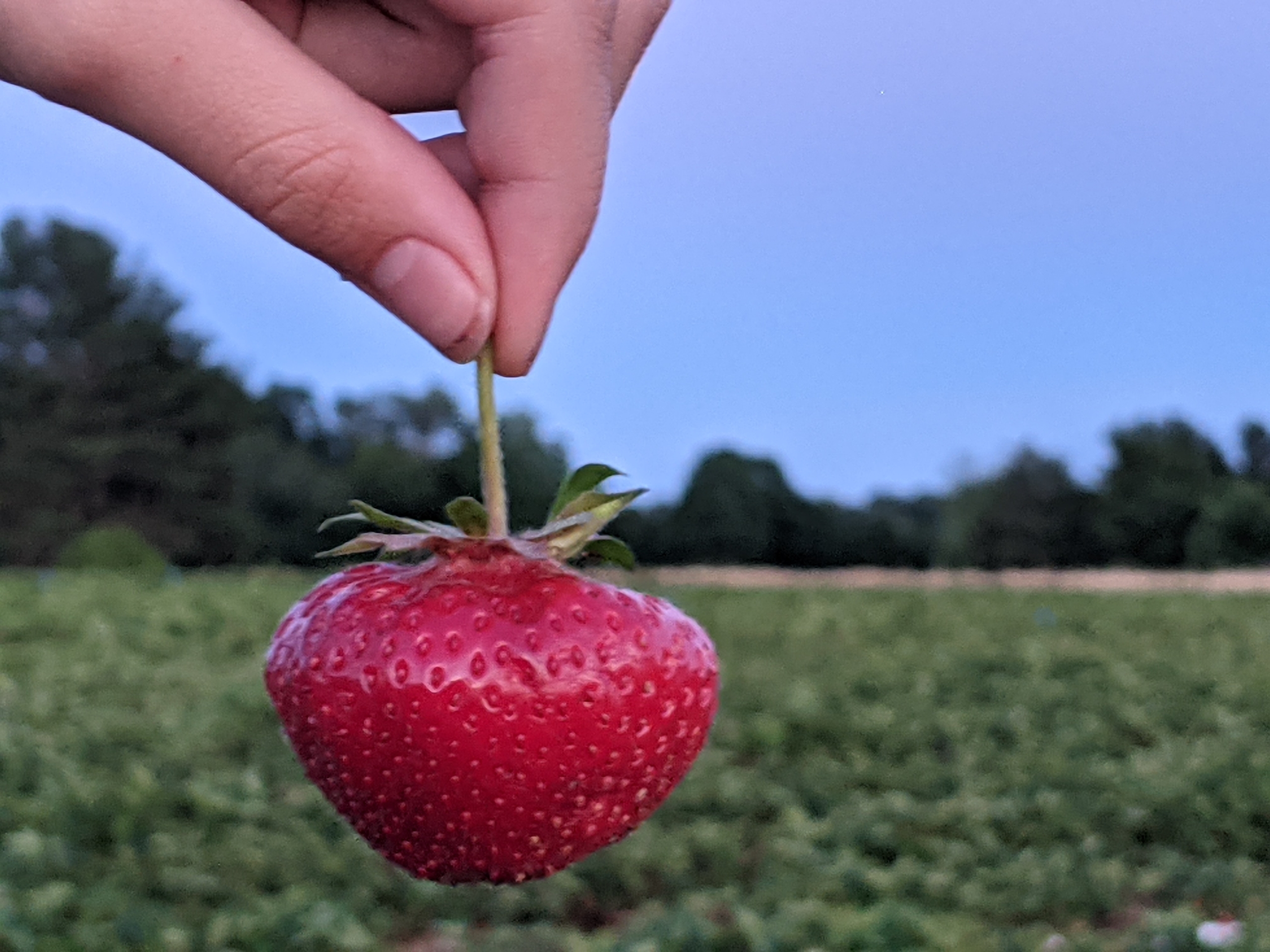 Picking a strawberry at twilight