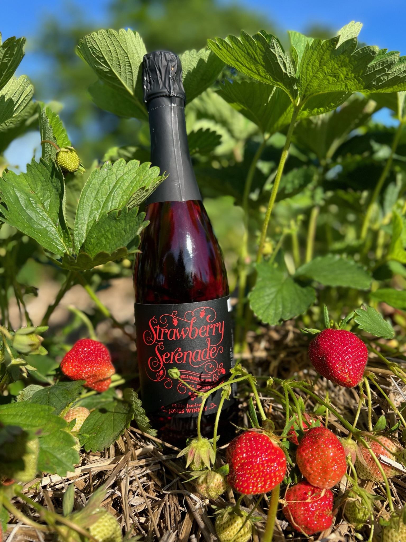 Strawberry Serenade