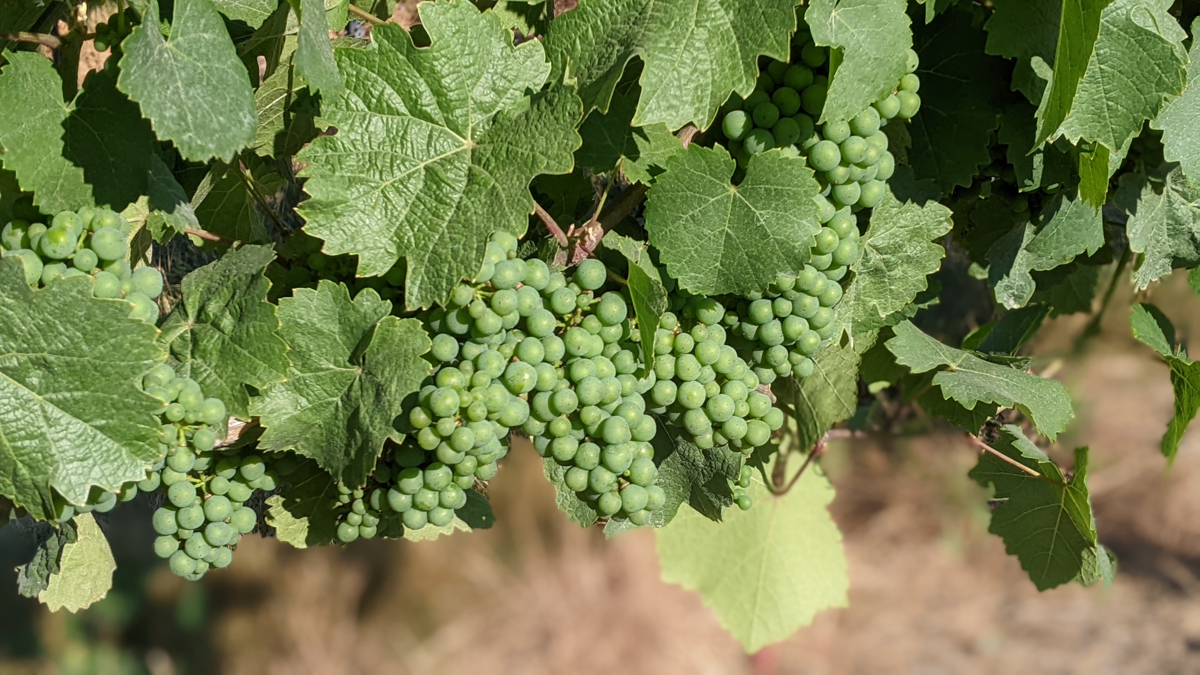 green grapes on the vine