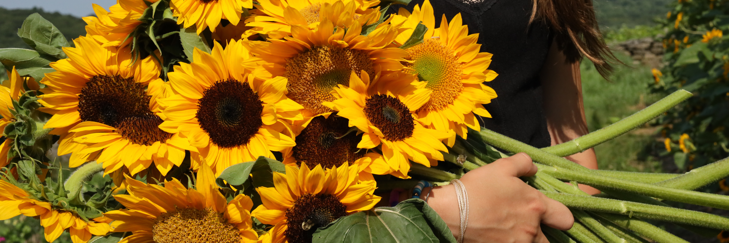 bouquet of sunflower at Jones Winery