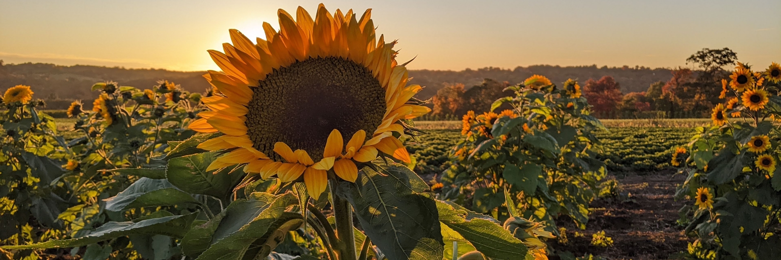 Sunflowers at sunset at Pumpkinseed Hill