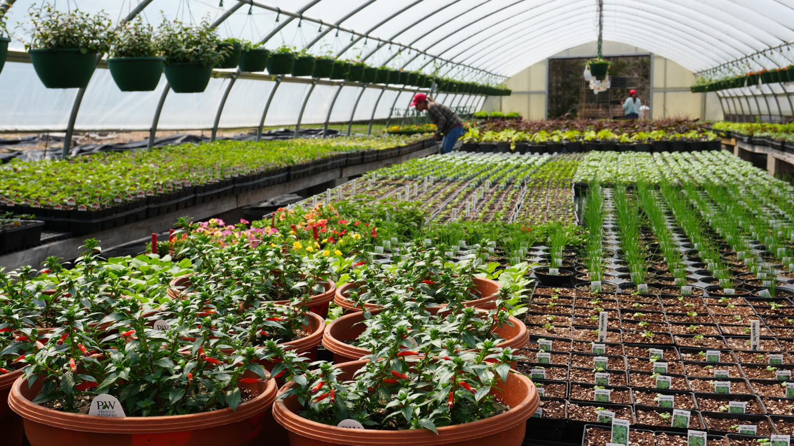 Plants growing in our greenhouses 