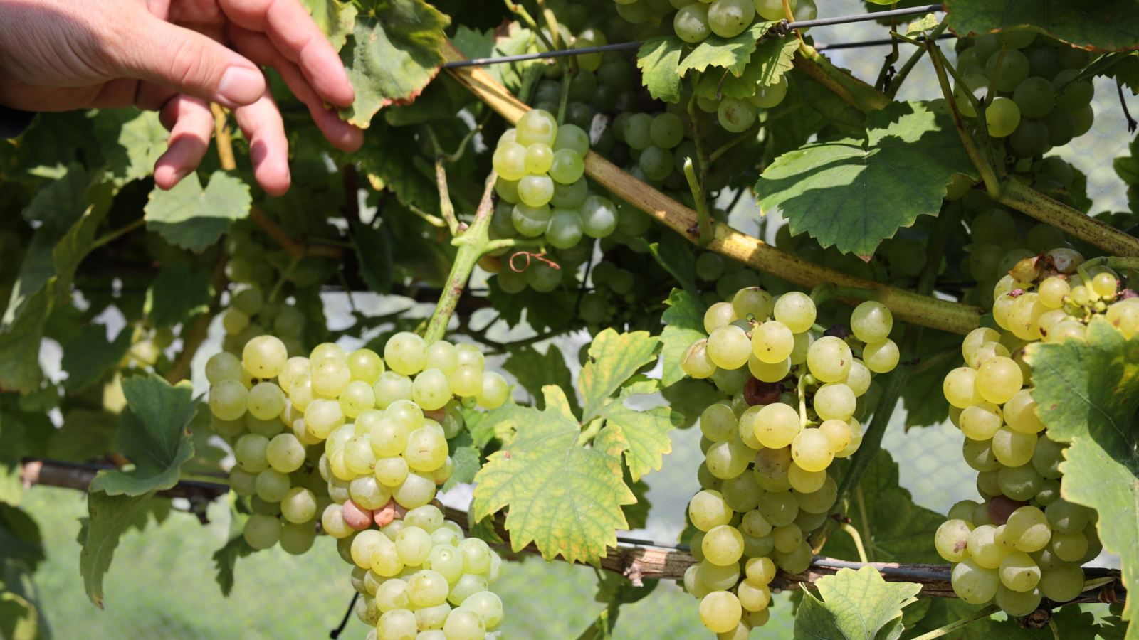 Hand reaching towards muscat grapes