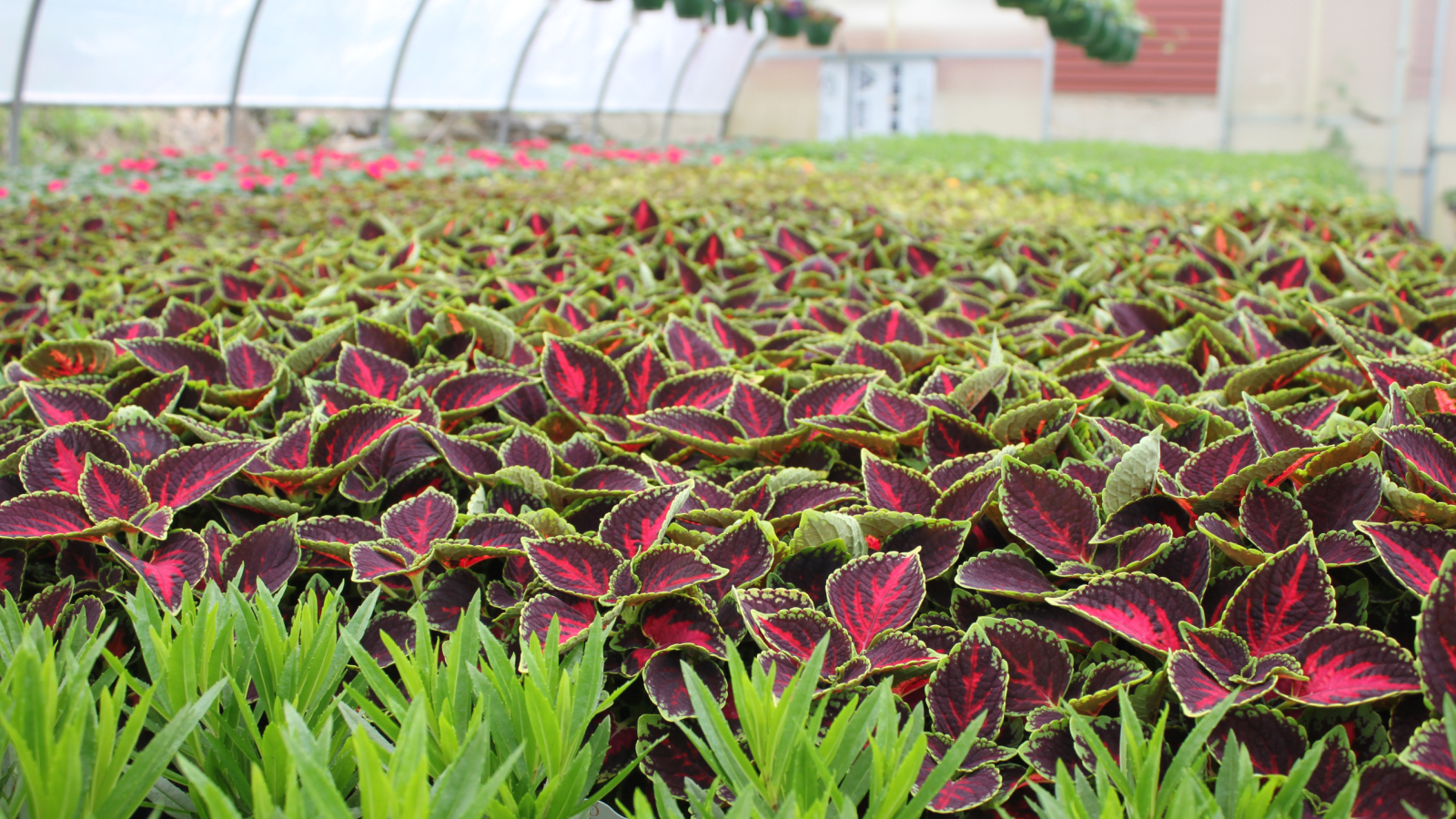 Plants in our greenhouse 