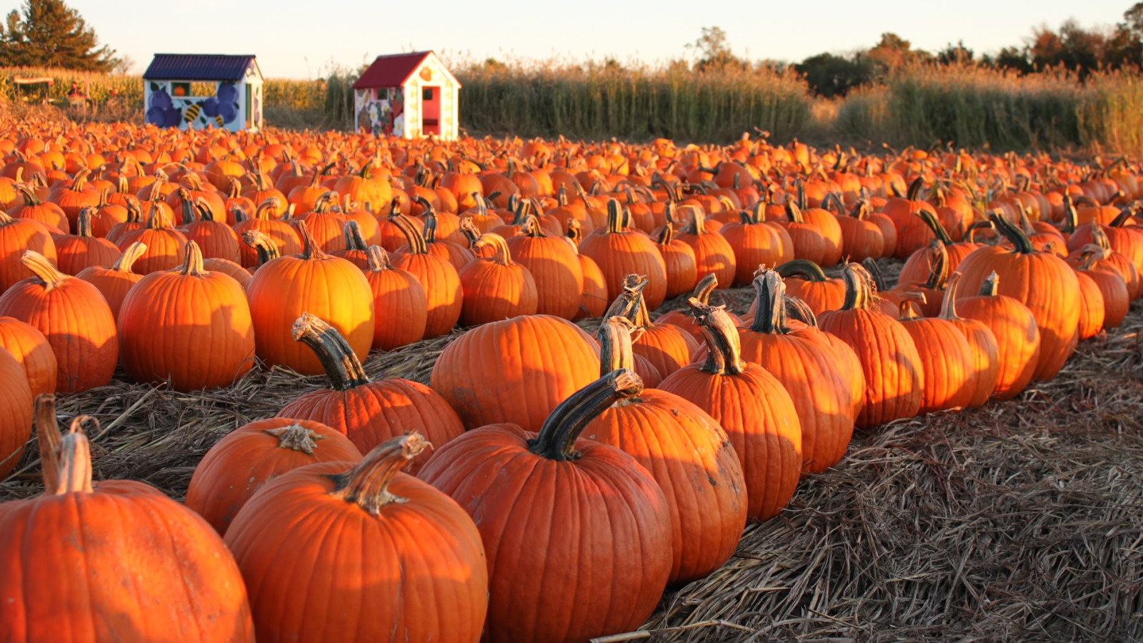 Pumpkins in a Field at Sunset 