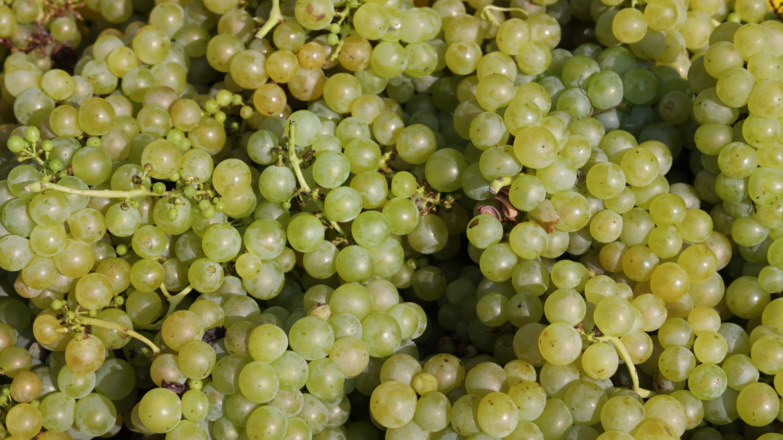 Muscat grapes