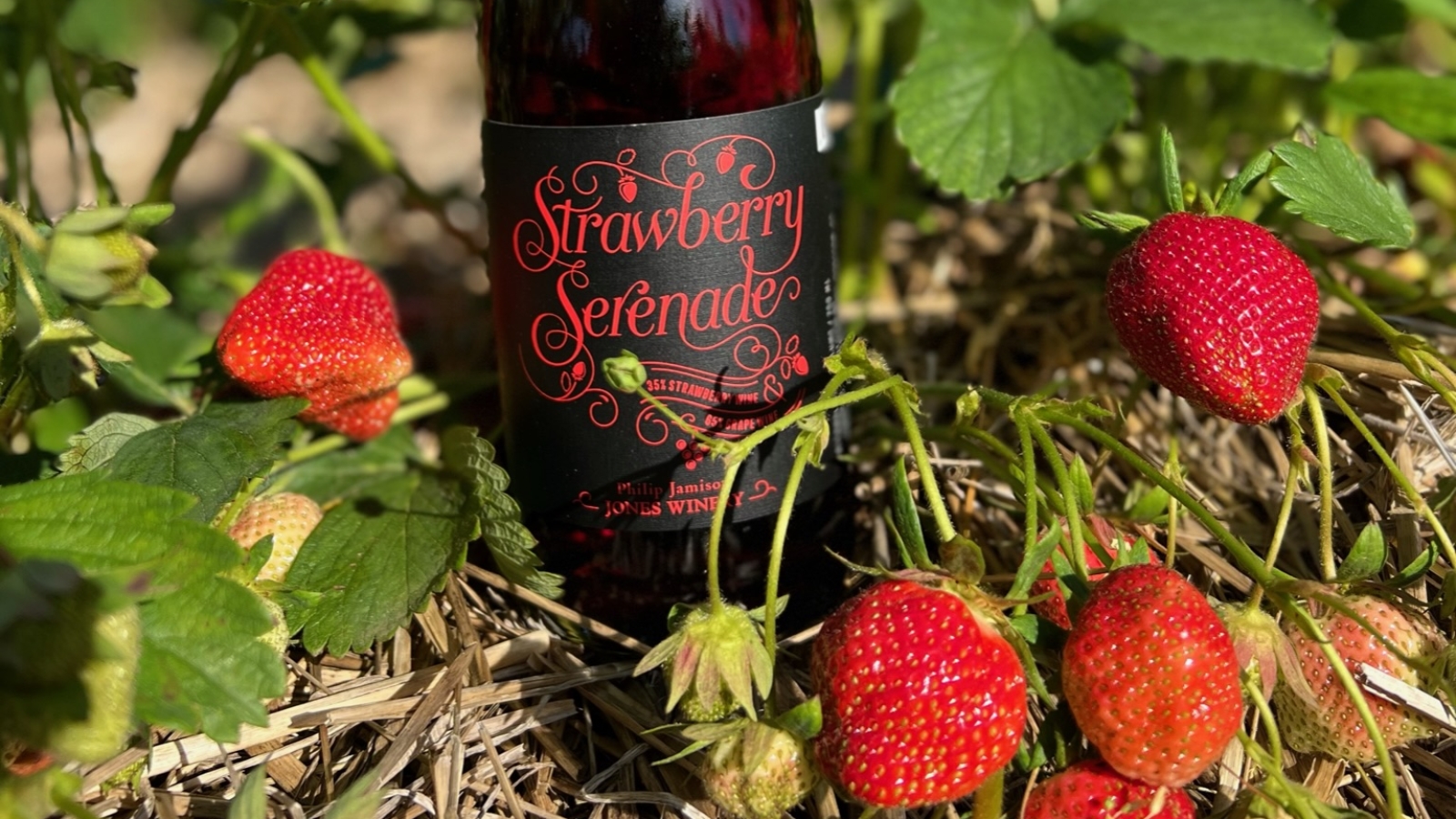 Strawberry Serenade