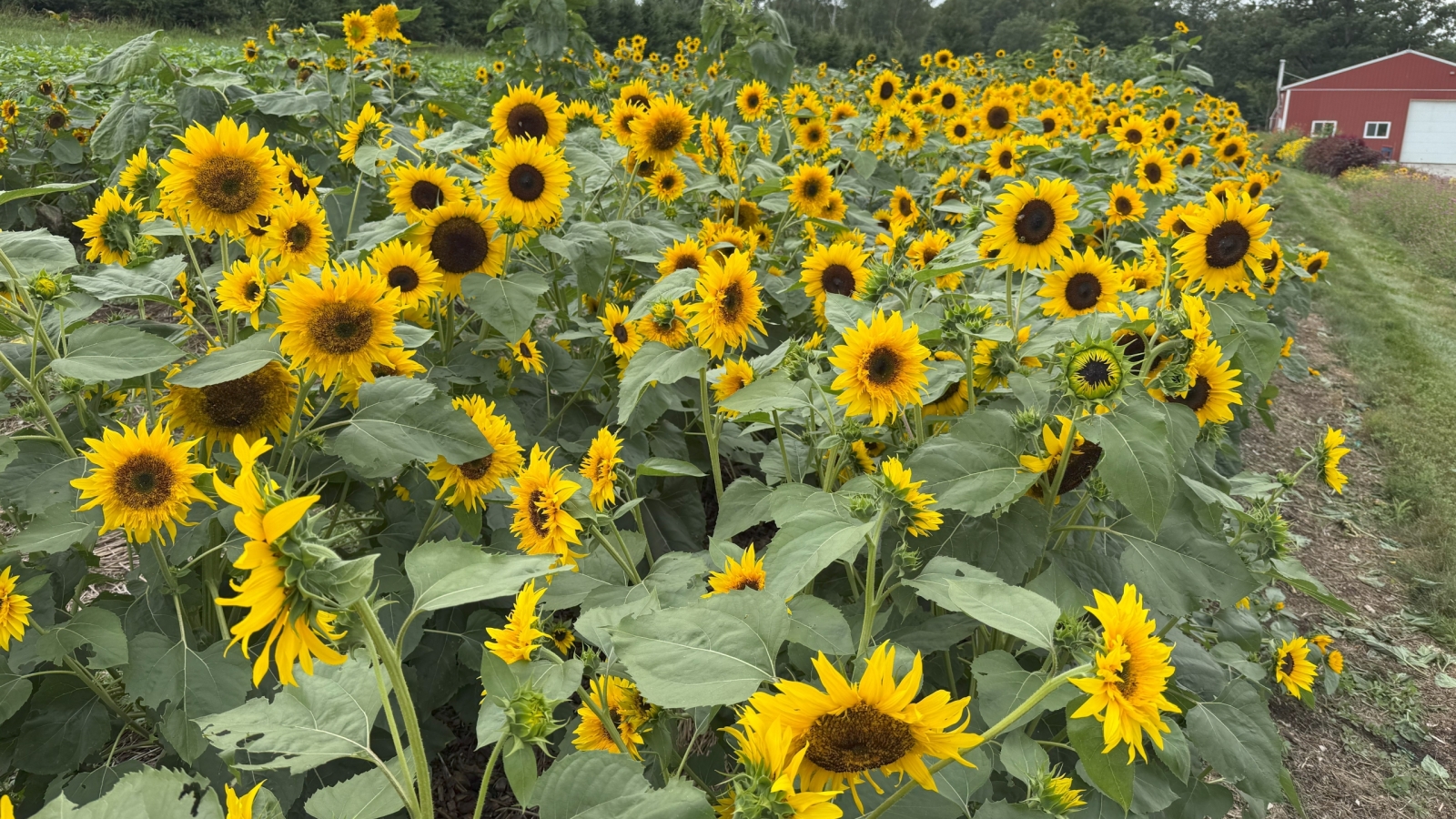 Field of sunflowers at the Homestead Farm