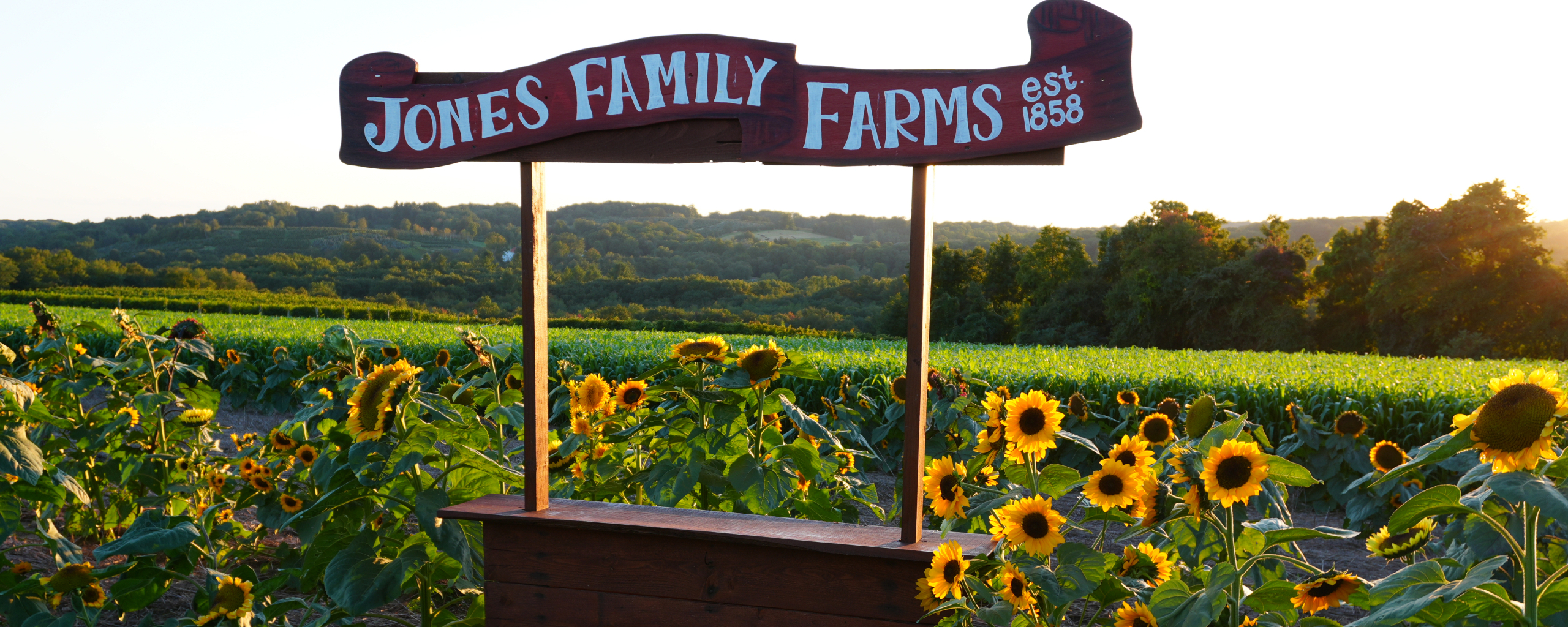 Photo Op in a Sunflower Field 