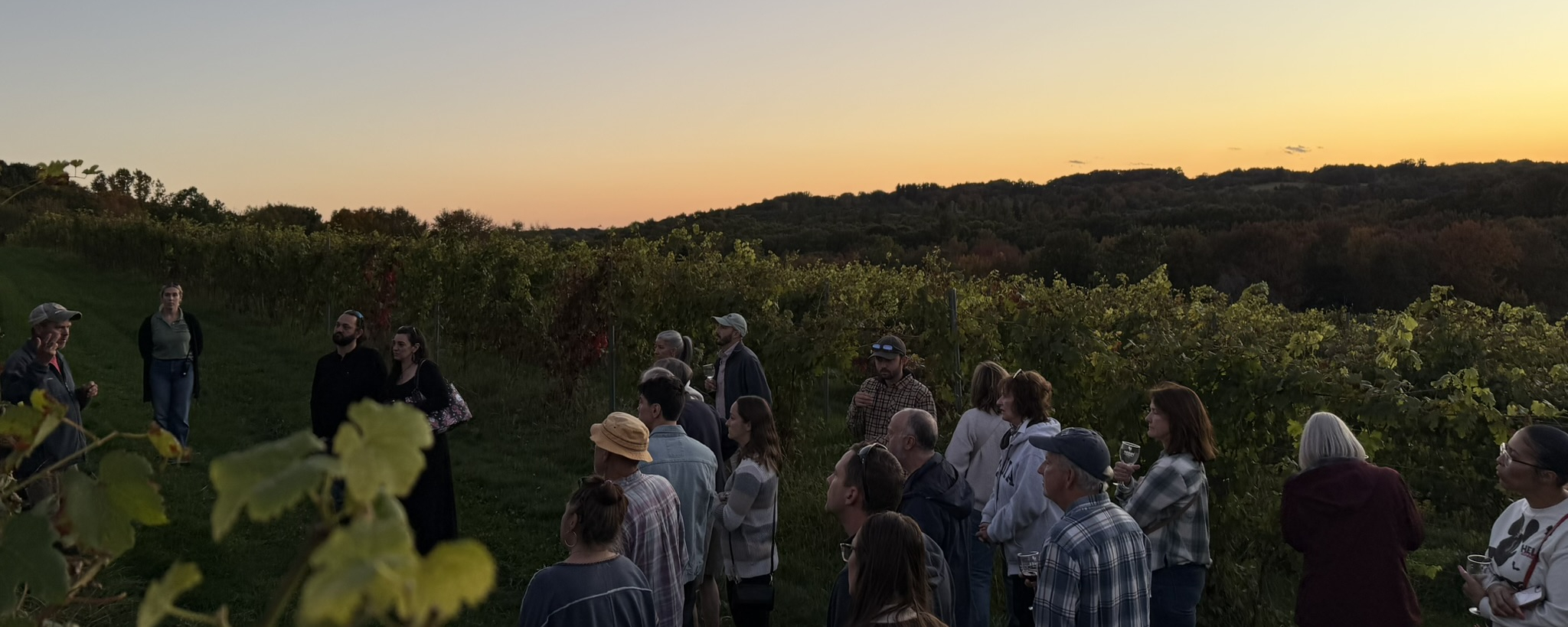 Sunset Vineyard Tour