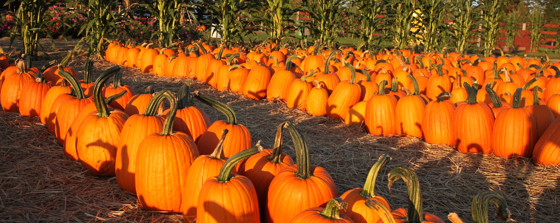 Rows of Pumpkins 