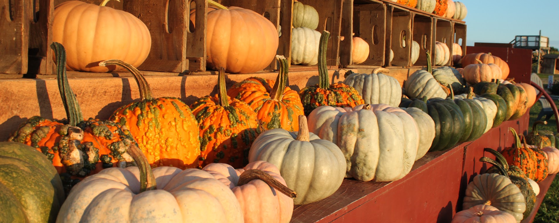Heirloom Squash in Golden Hour Light 