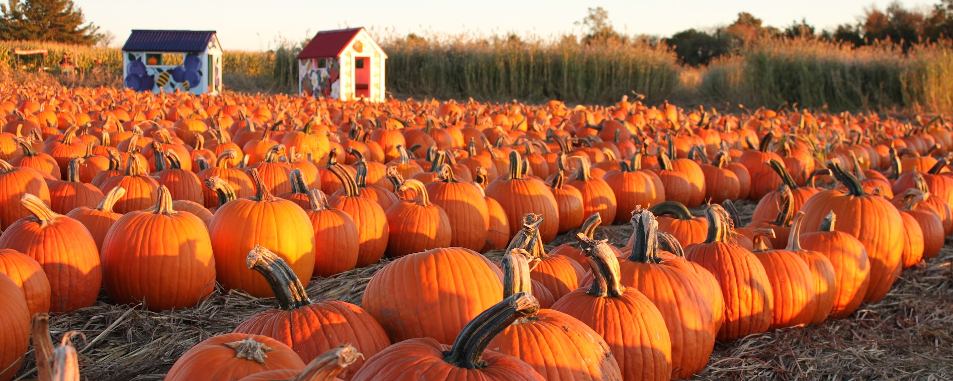 Pumpkins in a Field at Sunset 