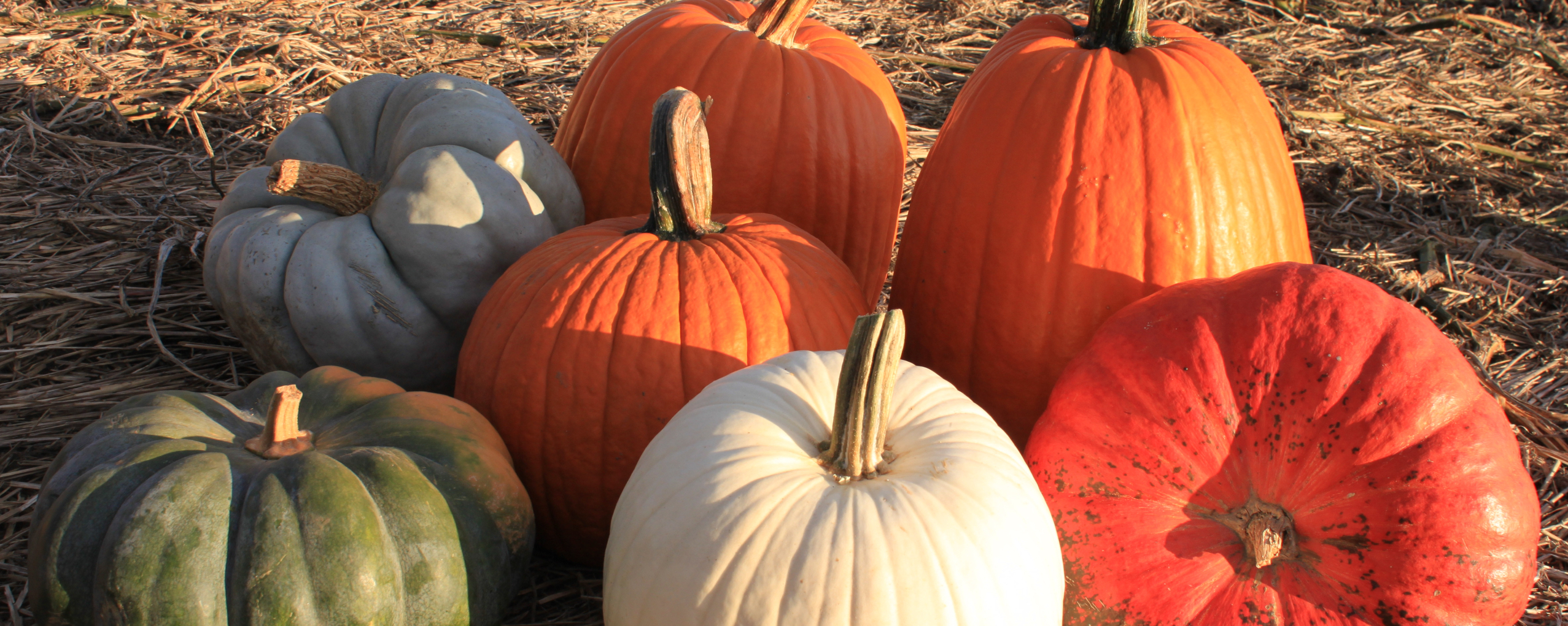 A variety of pumpkins in the field 