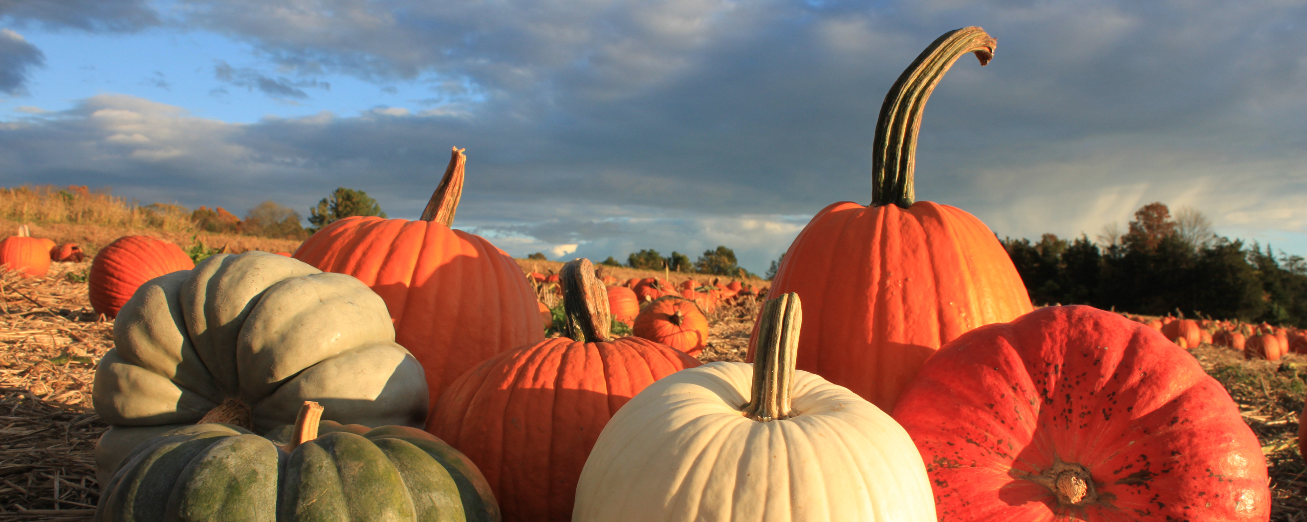 Farm grown pumpkins and squash