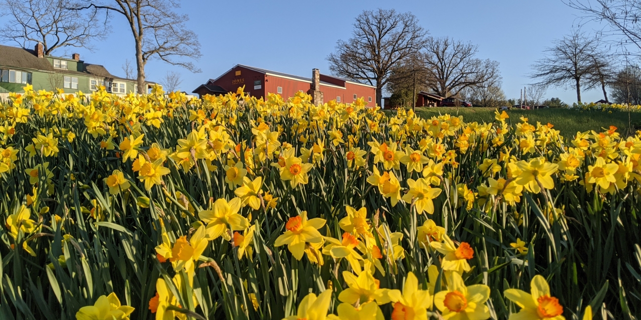 Spring daffodils at Winery