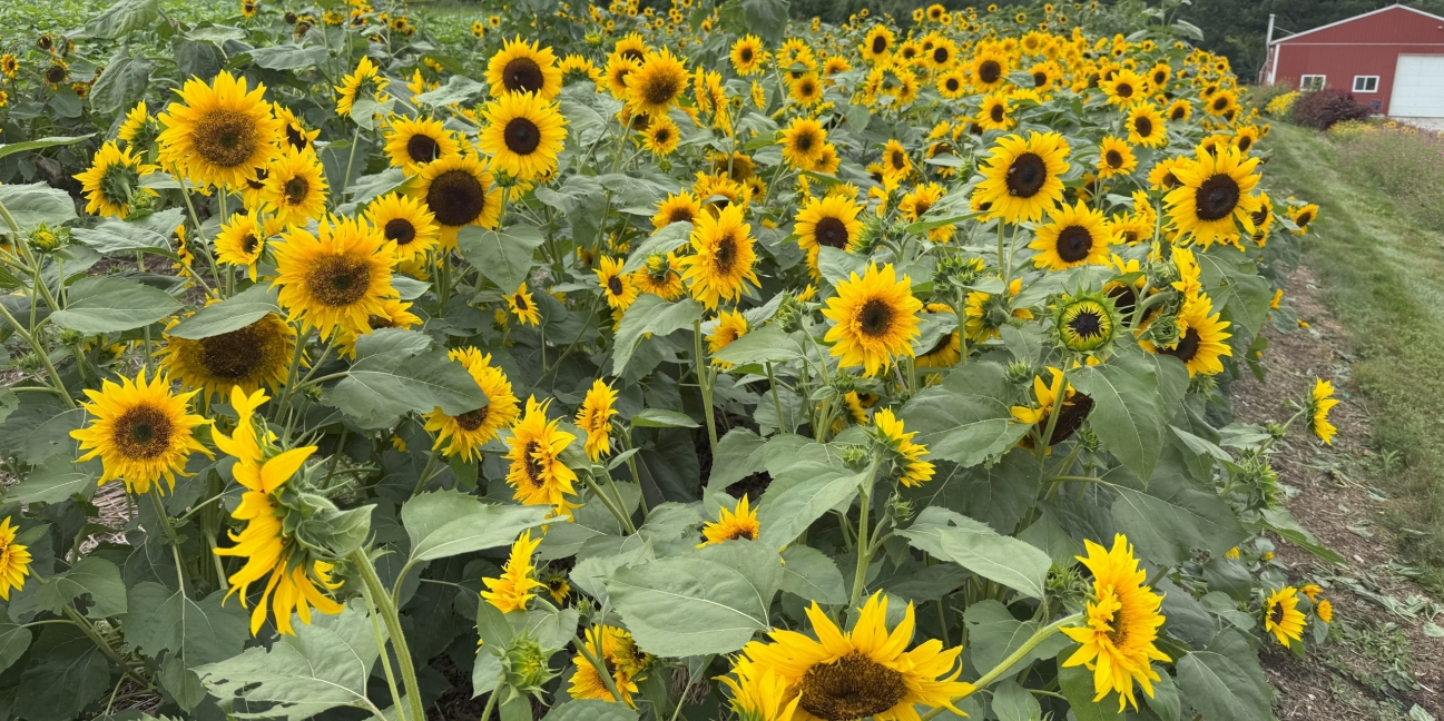 Field of sunflowers at the Homestead Farm