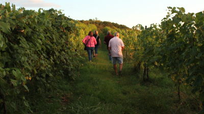 Vineyard Walk