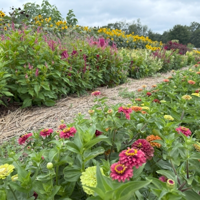 Flower garden at the Harvest Kitchen