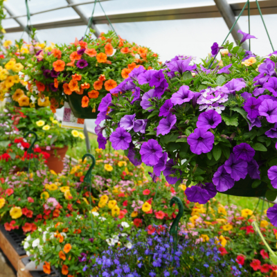 Plants growing in our greenhouse 