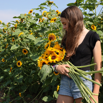 Juliet of Jones Winery in Sunflower field