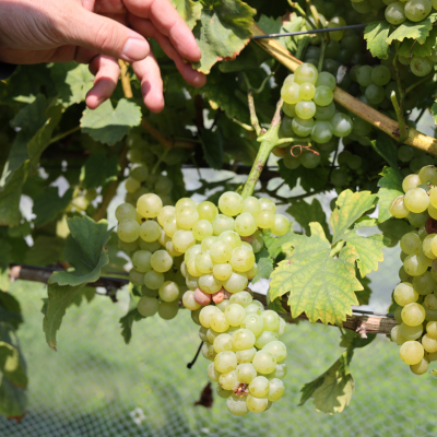 Hand reaching towards muscat grapes