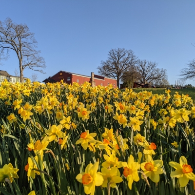 Spring daffodils at Winery