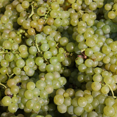 Muscat grapes