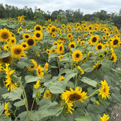Field of sunflowers at the Homestead Farm