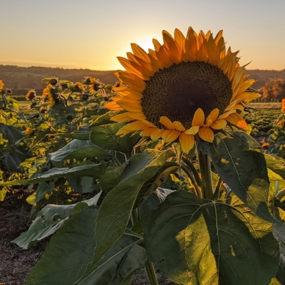 Sunflowers at sunset at Pumpkinseed Hill